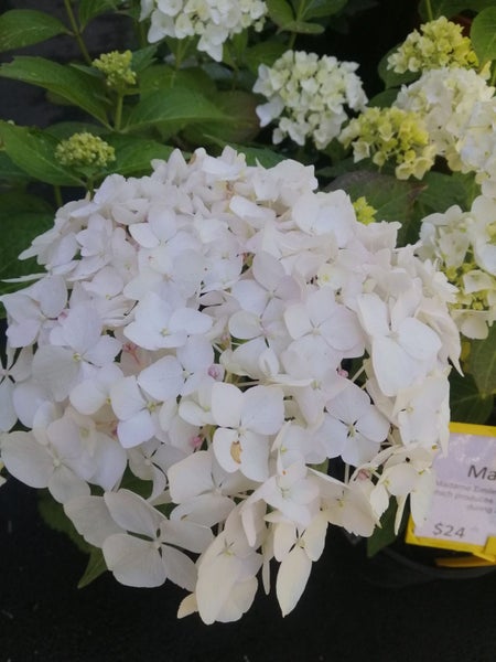 **Hydrangea** ""Madame Emile Mouillere"" Large Grade Carousel 1