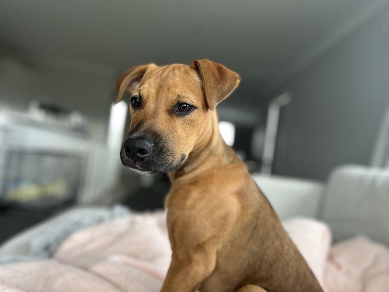 Madi (Ellie's Canine Rescue & Rehome) Carousel 1