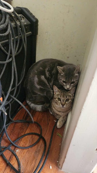6 - 8 Month Old Female Kitten Carousel 1