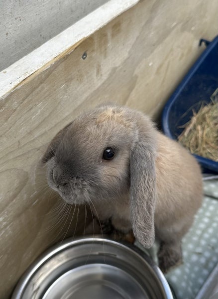 Gorgeous mini lop Carousel 1