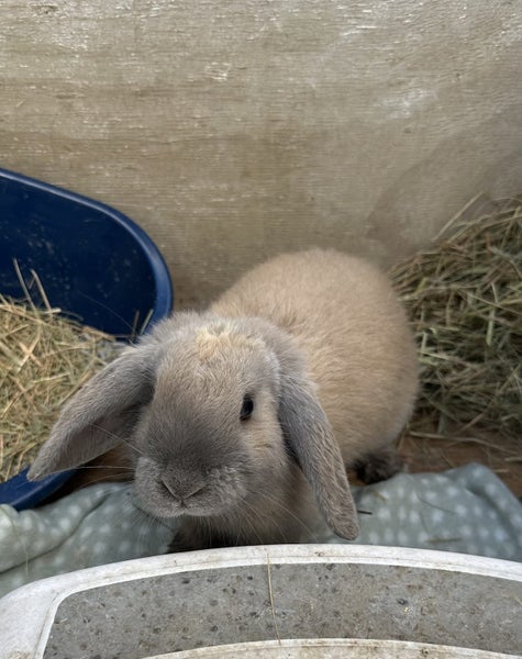 Gorgeous mini lop Carousel 2
