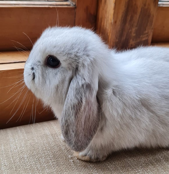 Mini Lop Bunnies Carousel 2