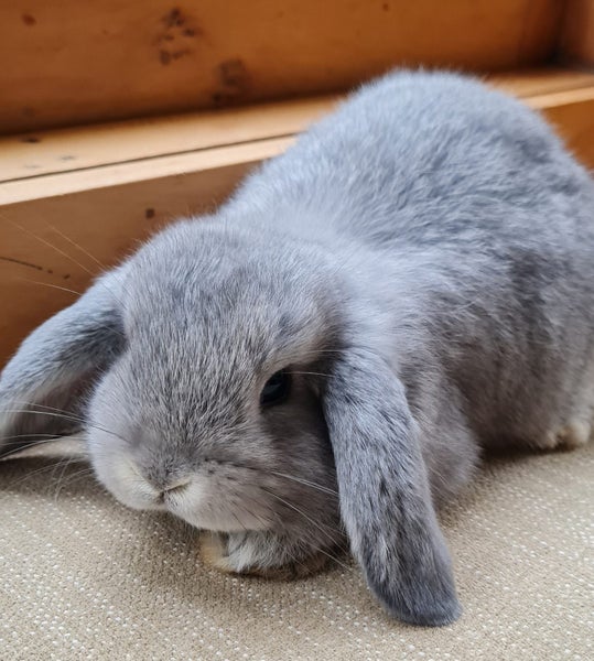 Mini Lop Bunnies Carousel 8