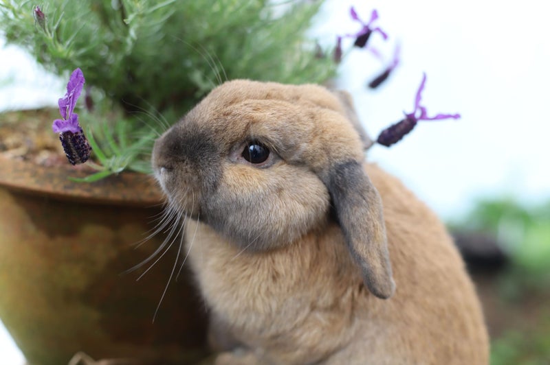 Pure-bred Mini Lop Bunny Rabbits Carousel 1