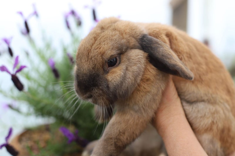 Pure-bred Mini Lop Bunny Rabbits Carousel 2