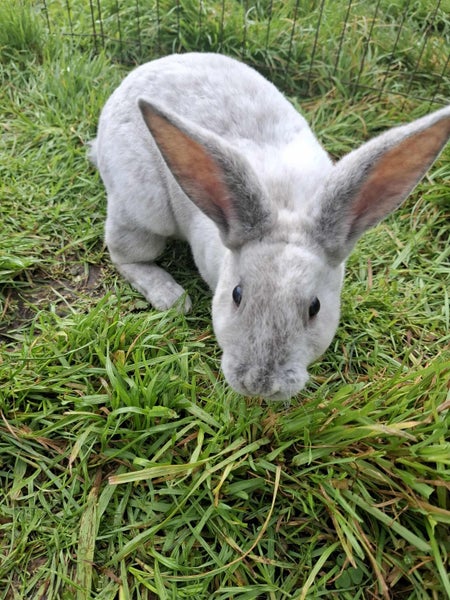 Purebreed Rex rabbit kits Carousel 2