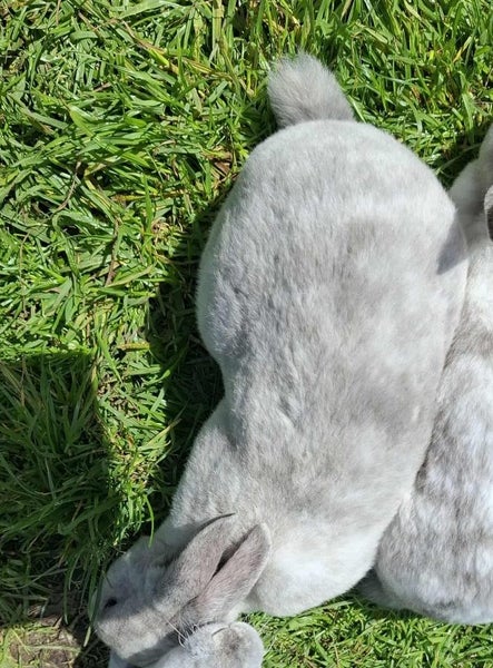 Purebreed Rex rabbit kits Carousel 3