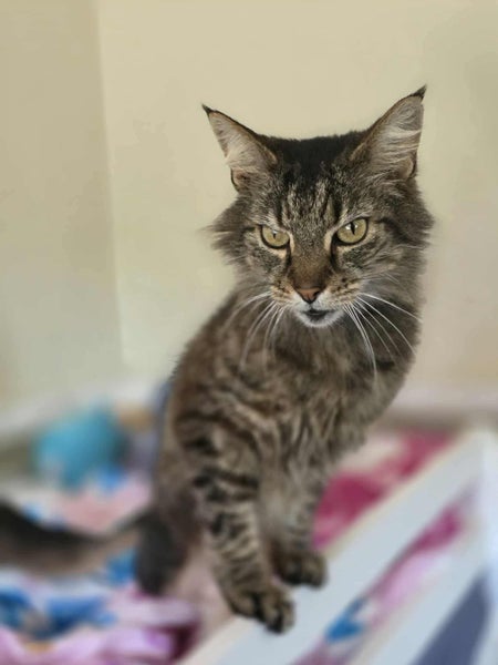 Rescue cat Milo Carousel 2
