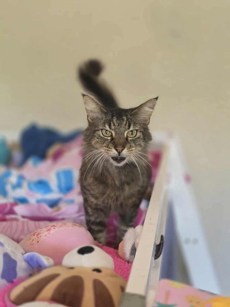 Rescue cat Milo Carousel 1