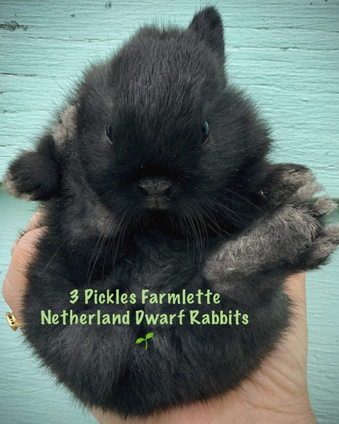Netherland Dwarf Baby Rabbits Carousel 1