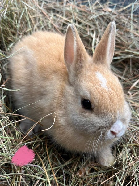 Netherland Dwarf Baby Rabbits Carousel 2