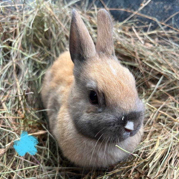 Netherland Dwarf Baby Rabbits Carousel 6