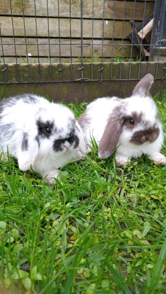 Minilop bunnies Carousel 1