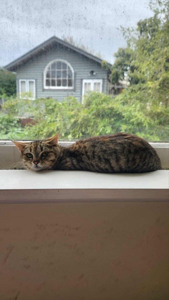 6 - 8 Month Old Female Kitten Carousel 1