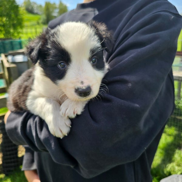 Border Collie puppies Carousel 1