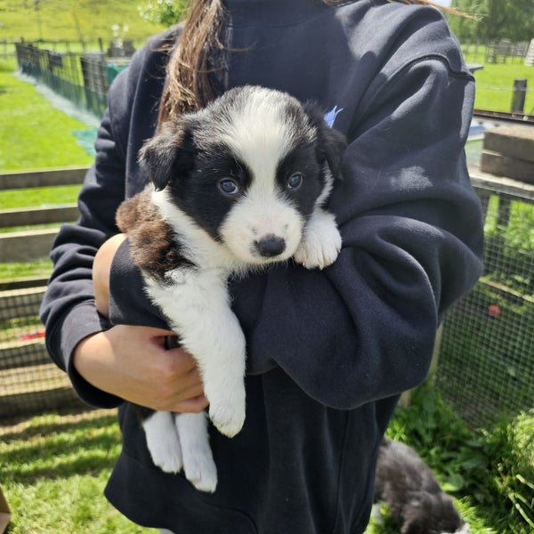Border Collie puppies Carousel 2