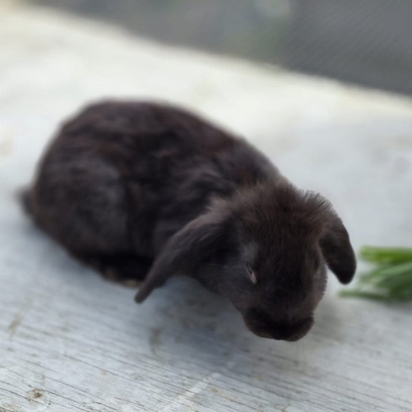 Cute Mini Lops Carousel 1