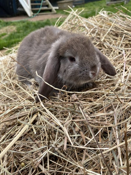 Purebred Harliquin mini lops Carousel 7