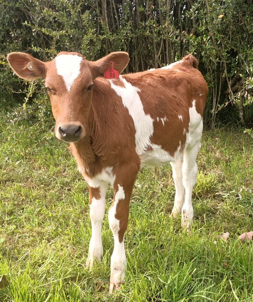 3 Ayrshire AB Bull calves Carousel 1