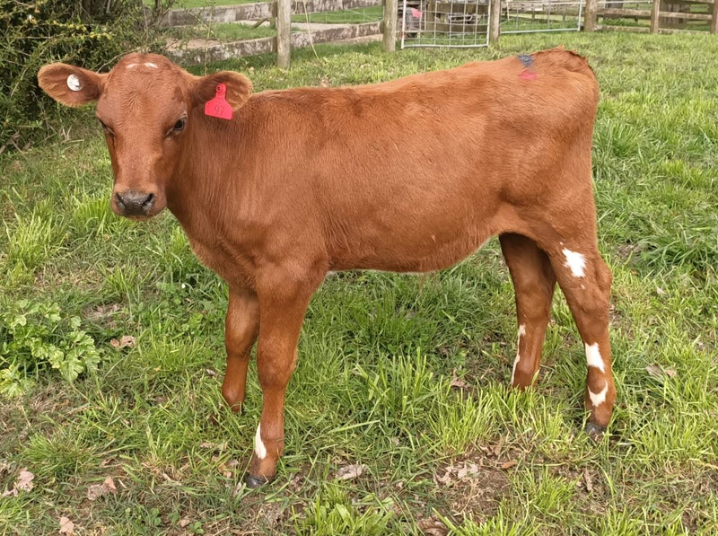 3 Ayrshire AB Bull calves Carousel 2