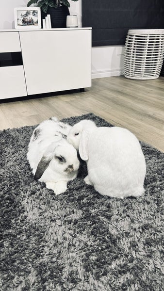 Mini Lop Bunnies Carousel 1