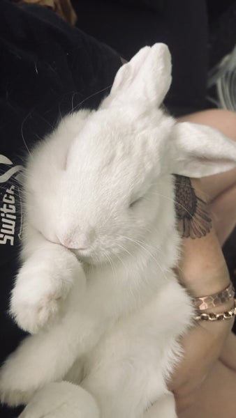 Mini Lop Bunnies Carousel 2