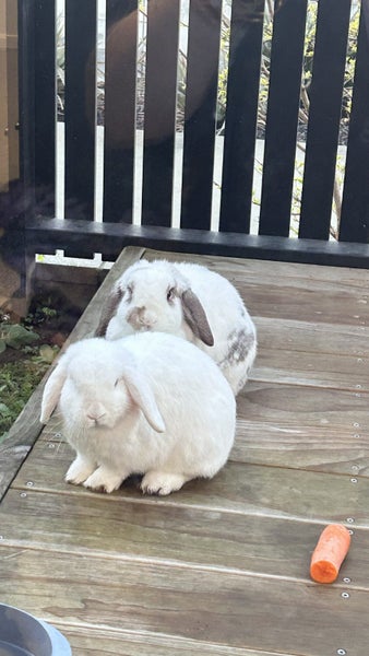 Mini Lop Bunnies Carousel 8