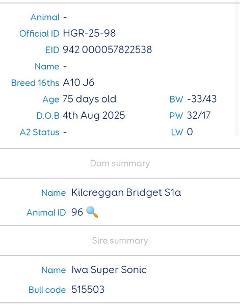 3 Ayrshire AB Bull calves Carousel 7