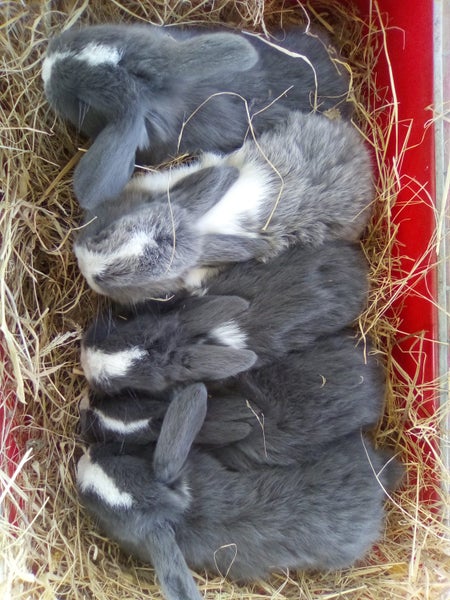 Minilop Bunnies Carousel 1