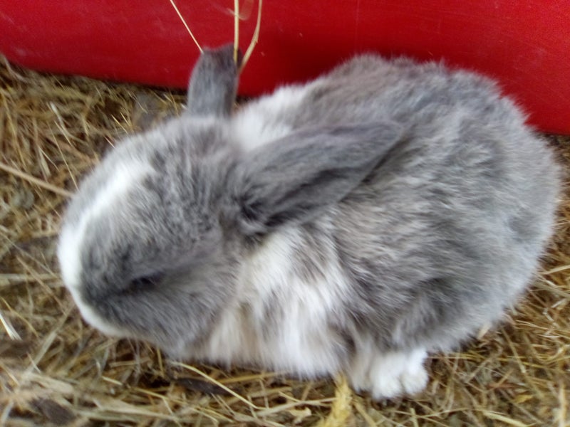 Minilop Bunnies Carousel 2