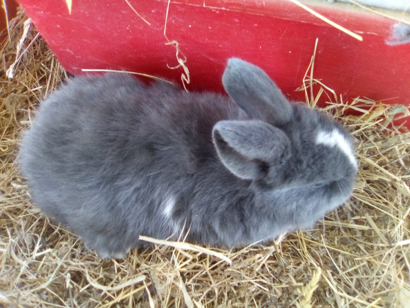 Purebred Mini lop bunnies Carousel 12