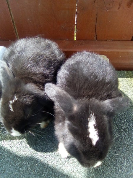 Minilop Bunnies Carousel 7