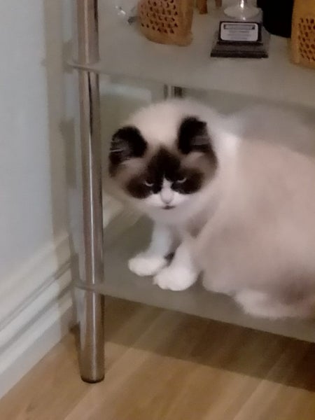 Pure Breed Ragdoll Cat Carousel 8