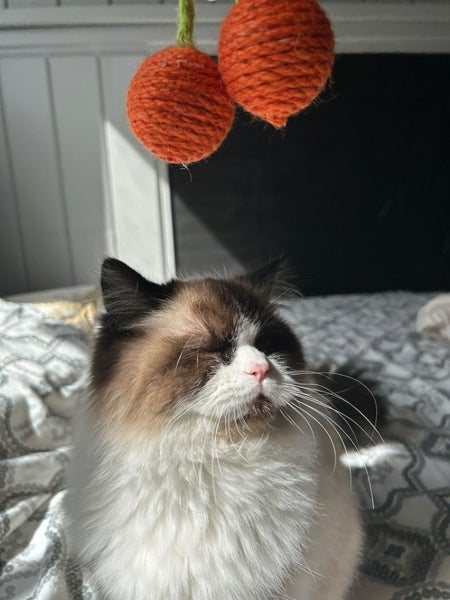 Pure Breed Ragdoll Cat Carousel 1