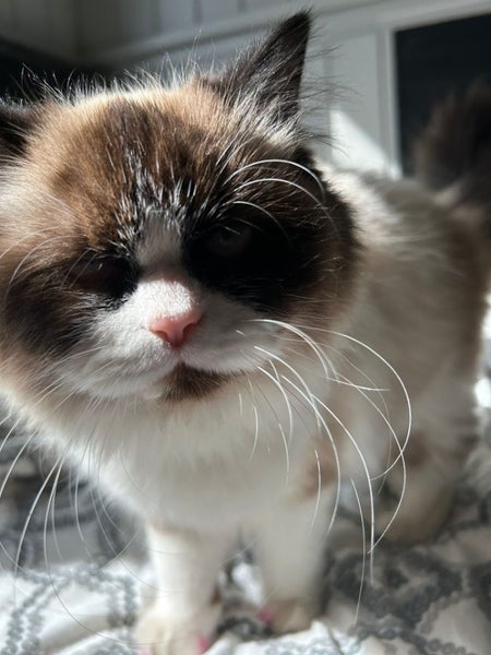 Pure Breed Ragdoll Cat Carousel 2