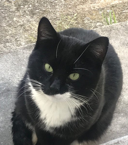 Found Black & White Domestic Short Hair (DSH) Cat Carousel 1
