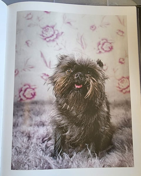 GLAMOUR DOGS CATHERINE LEDNER - FABULOUS PICTURES OF A WIDE VARIETY OF DOGS Carousel 2