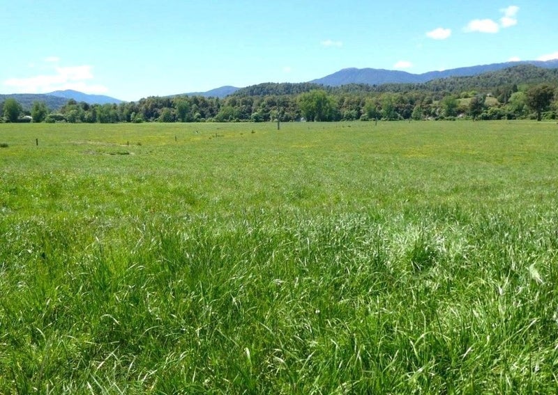 HIGH PRODUCER BULLER 270 COWS64195670355970113