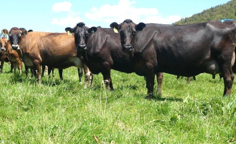 HIGH PRODUCER BULLER 270 COWS64195670355970110