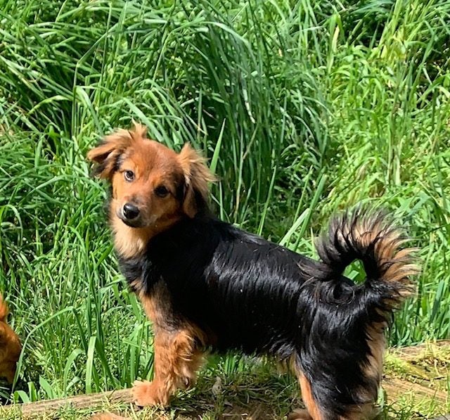 small breed young dogs Carousel 1