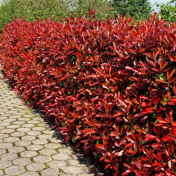 PHOTINIA 'RED ROBIN' Carousel 1