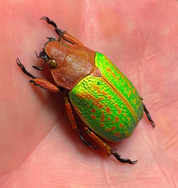 Real Neon Jewel Beetle: Chrysina victorina!! Beautiful!! Mexico!! Carousel 1