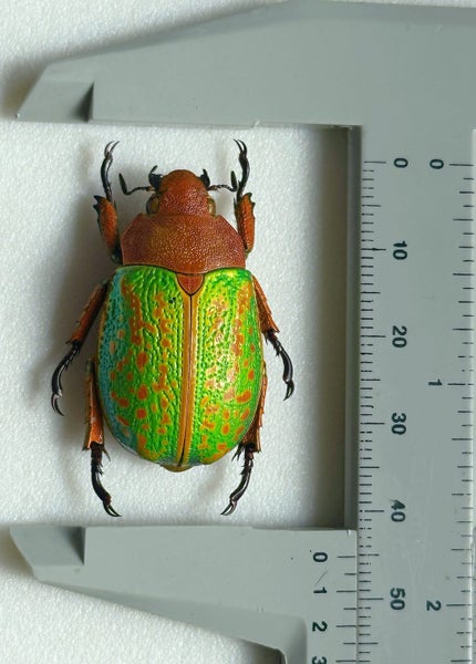 Real Neon Jewel Beetle: Chrysina victorina!! Beautiful!! Mexico!! Carousel 6