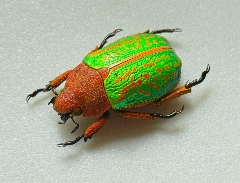 Real Neon Jewel Beetle: Chrysina victorina!! Beautiful!! Mexico!! Carousel 2