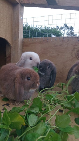 Minilop bunnies Carousel 2