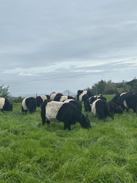 Belted Galloway Cows Carousel 1