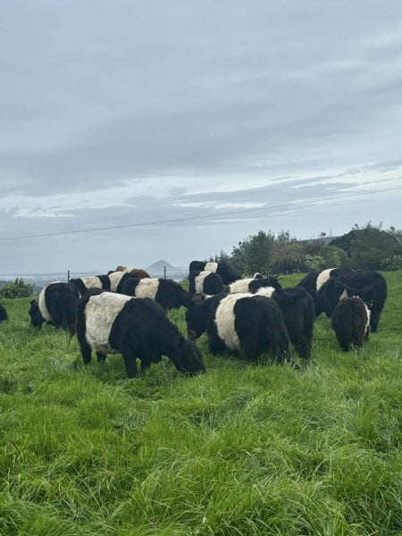 Belted Galloway Cows Carousel 2