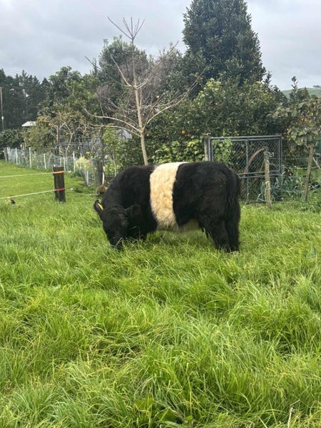 Belted Galloway Cows Carousel 10