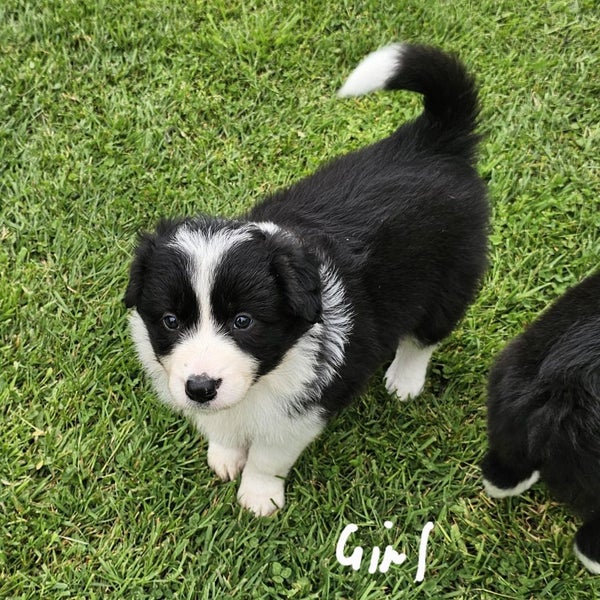 Border Collie puppies Carousel 13