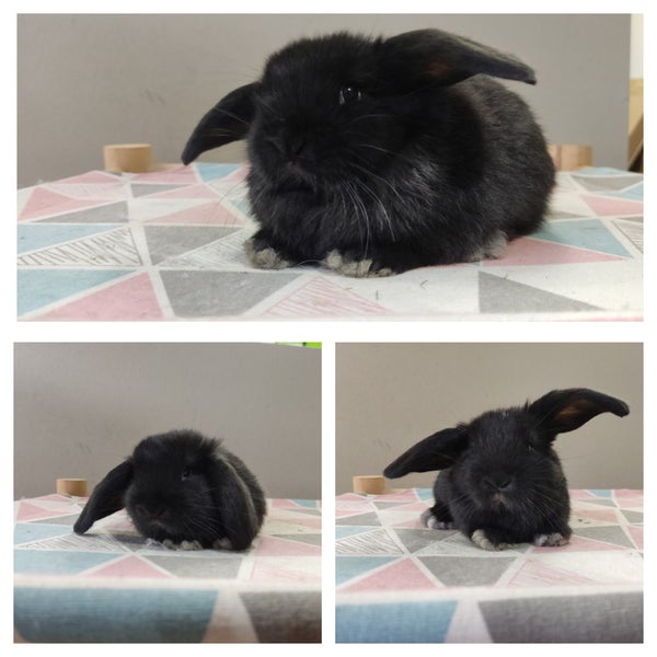Purebred Mini Lop Rabbits Carousel 1